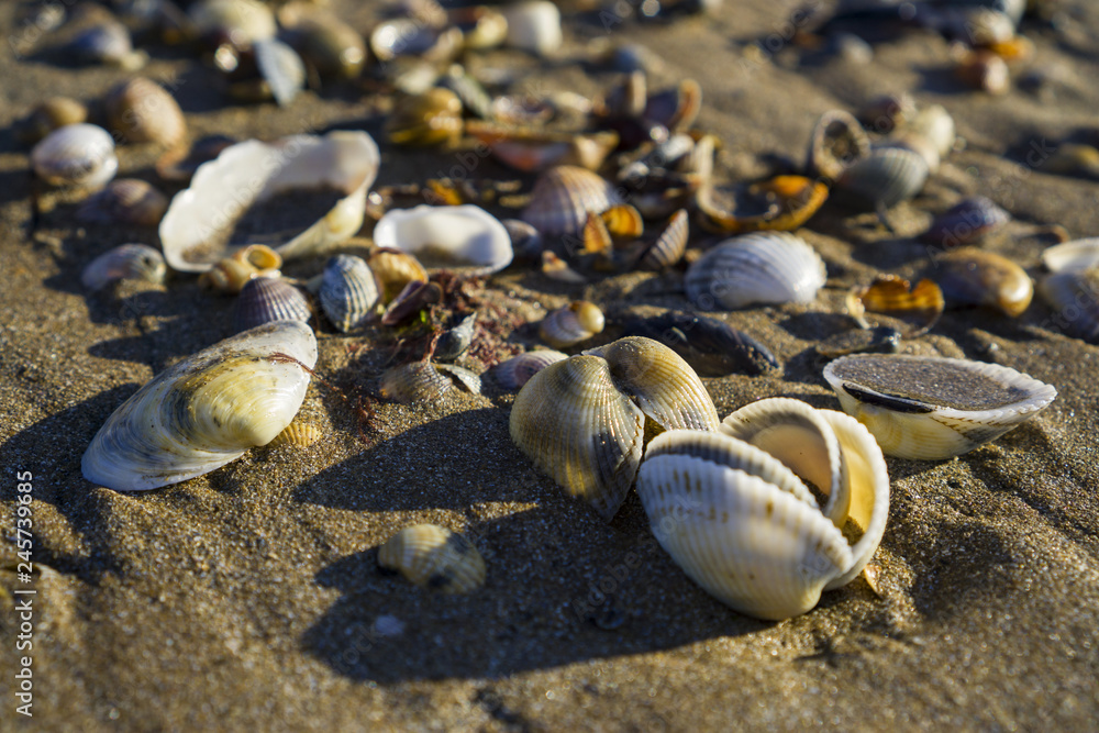 Fototapeta premium Barnacles lie on the sandy beach