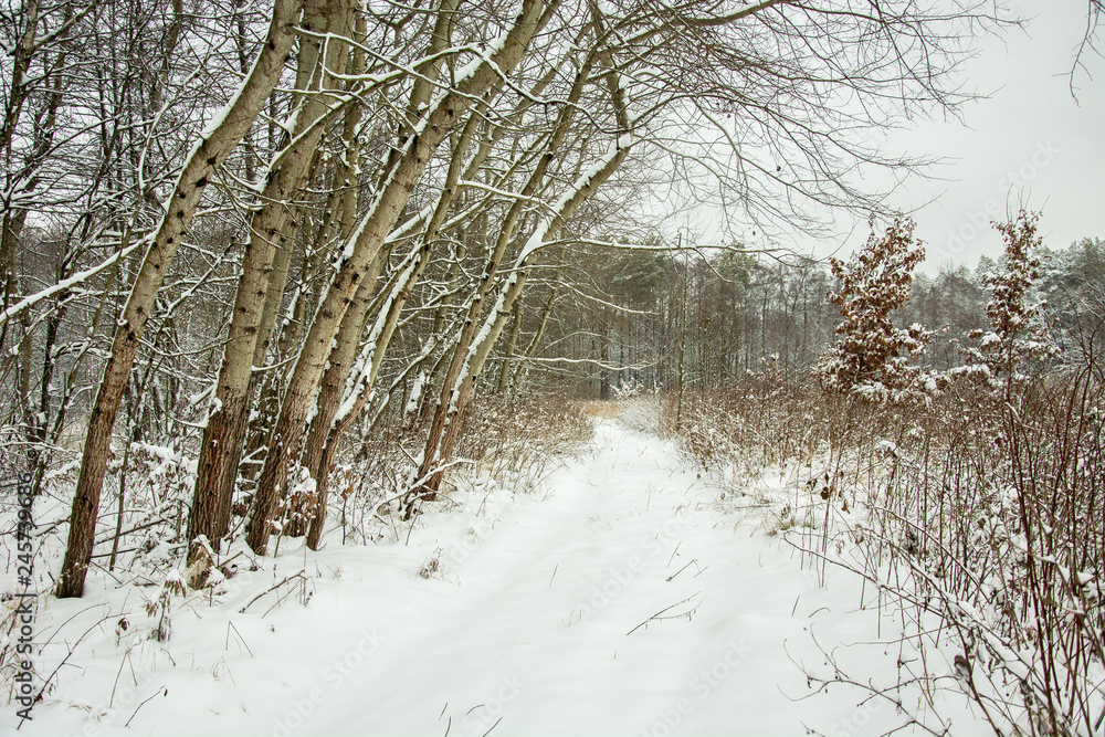 Snow covered road through the forest - winter day Snow covered road through the forest - winter day