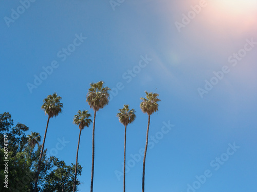 Palm trees against blue sky and sunlight