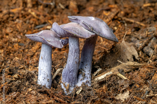  Champignon Pied bleu 