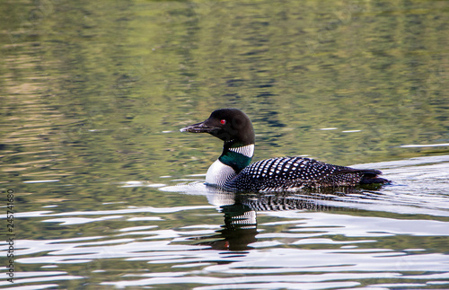 Common loon on the water with reflection of movement of water behind her, loon, lake, water, reflection, wildlife, 