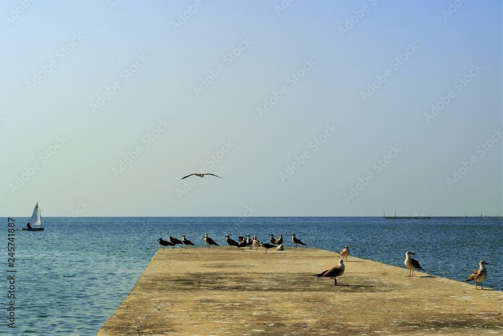 Fototapeta premium пирс с чайками