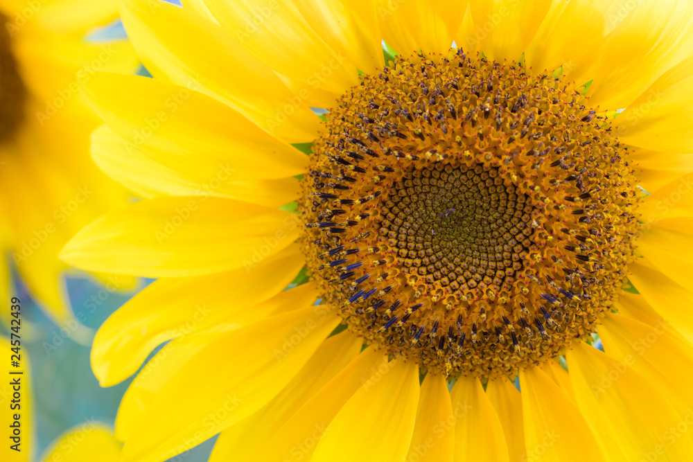 Naklejka premium Sonnenblume_Blüte_Nahaufnahme_Helianthus