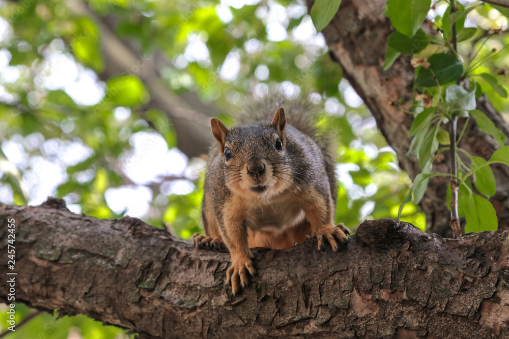 Squirrel_most likely Fox Squirrel Squirrel_most likely Fox Squirrel