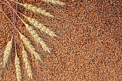 background of wheat ears lie on Golden wheat grains scattered on wooden table