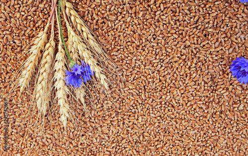 background of wheat ears with blue flowers cornflowers lie on Golden wheat gr...