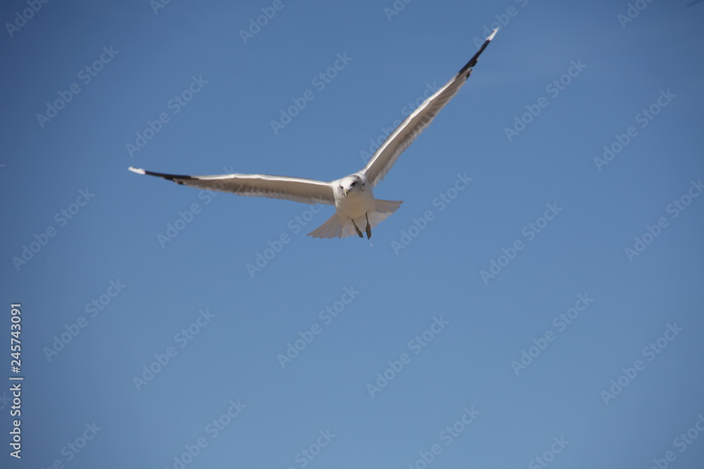 a seagull in the air