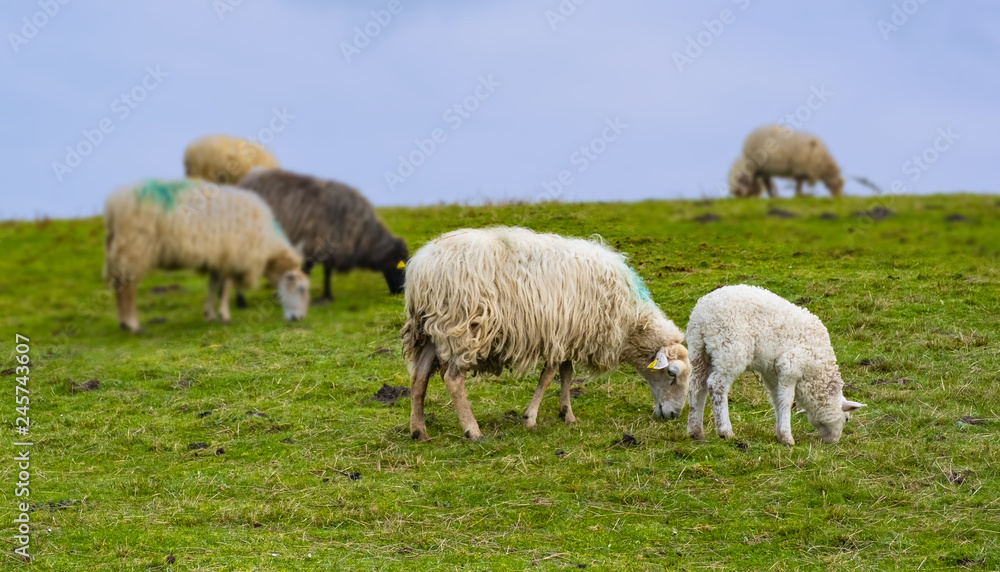 Herd of sheep graze on green pasture in the mountains. Herd of sheep graze on green pasture in the mountains.