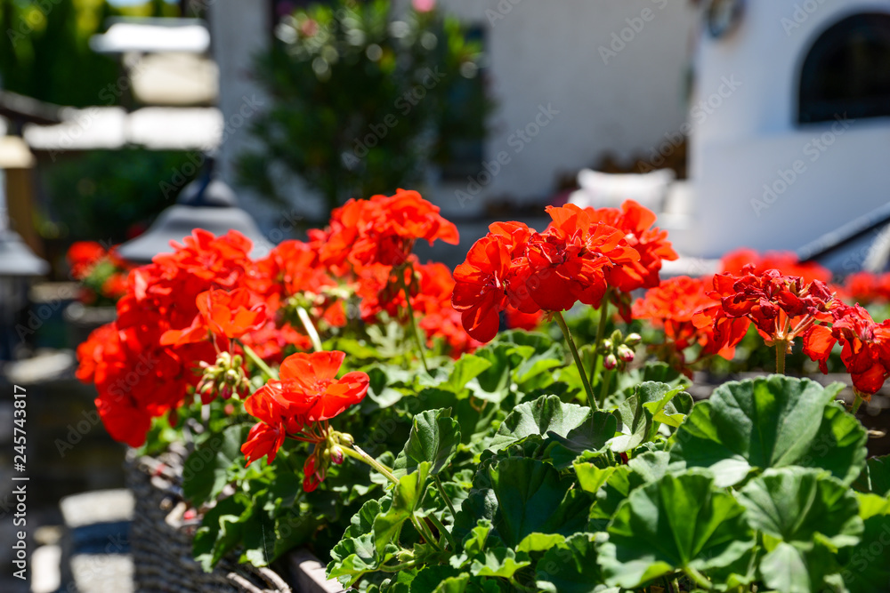 Fototapeta premium beautiful geranium background