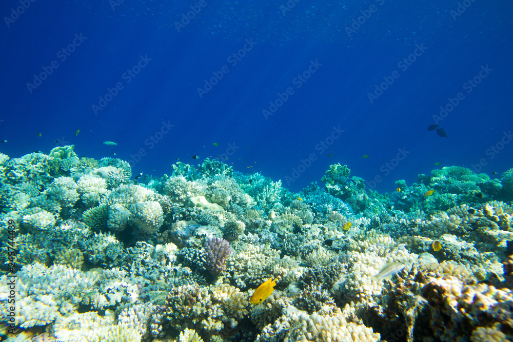 Tranquil underwater scene with copy space