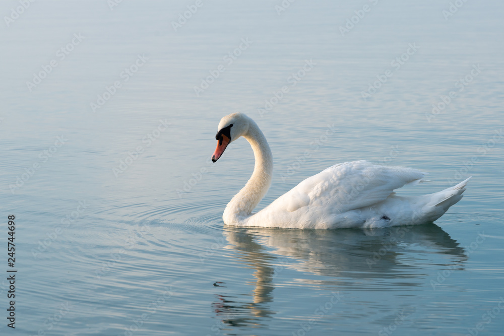 Fototapeta premium łabędzie na jeziorze Balaton