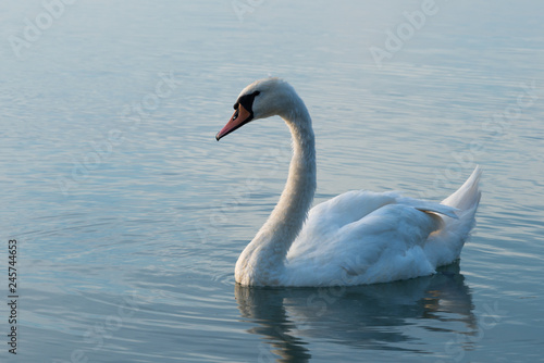 swans on lake Balaton