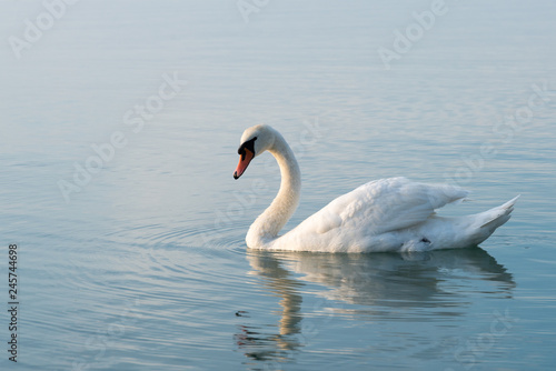 Fototapeta Naklejka Na Ścianę i Meble -  swans on lake Balaton