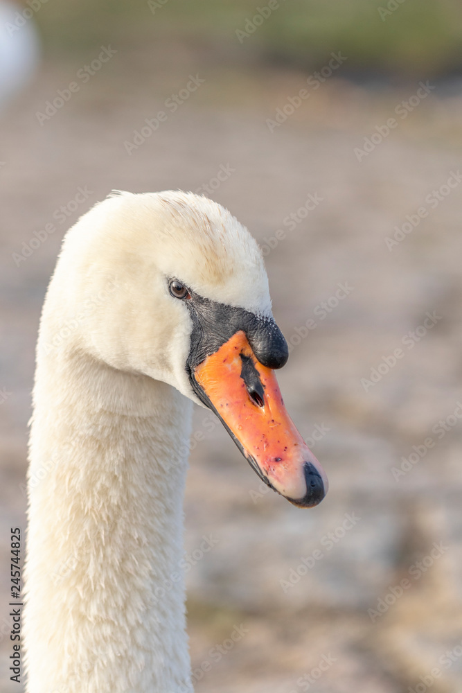 Obraz premium Porträt von einem Schwan