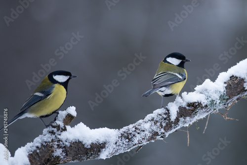 great tits in the winter © Alina