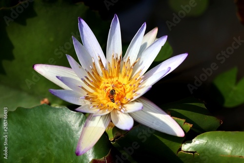 Beautiful lotus flowers in tropical