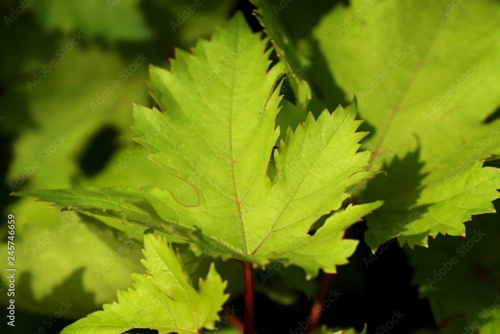 grape leaves in tropical grape leaves in tropical