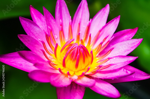 pink lotus flower