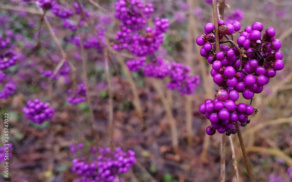 Obraz premium Callicarpa - Beautyberry