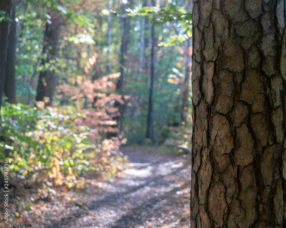 Obraz premium Blurred Forest with Tree