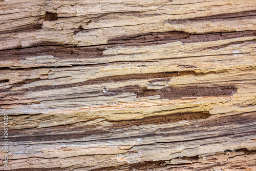 Detail of old wood bark of dry tree for nature background
