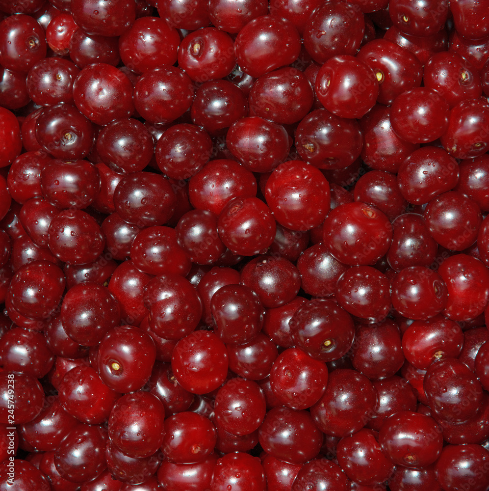 Many red cherry fruits in sunlight as natural background. Many red cherry fruits in sunlight as natural background.