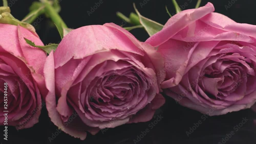 Roses of pink color on a dark background the smell of freshness of perfumes bouquet gift surprise. Roses of pink color on a dark background the smell of freshness of perfumes bouquet gift surprise.