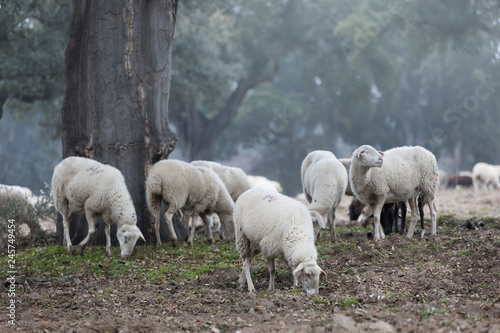 sheep in full nature grazing in foggy day