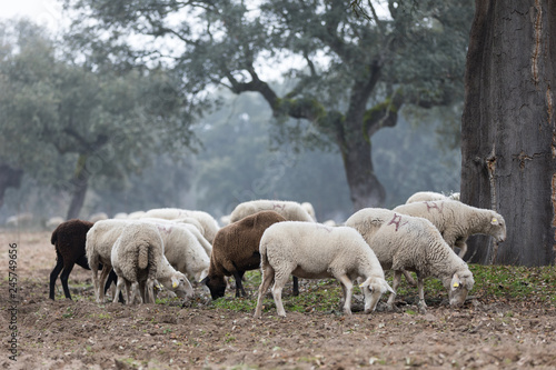 sheep in full nature grazing in foggy day