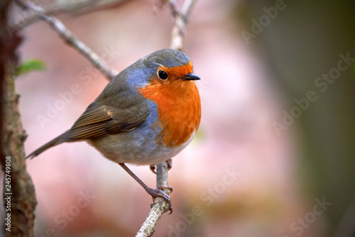 European robin (Erithacus Rubecula) sitting on a branch in the winter © Adrian 