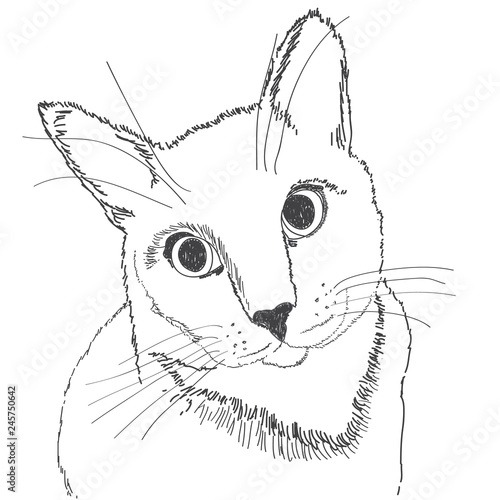 Portrait of a cat with a black stroke on a white background. 