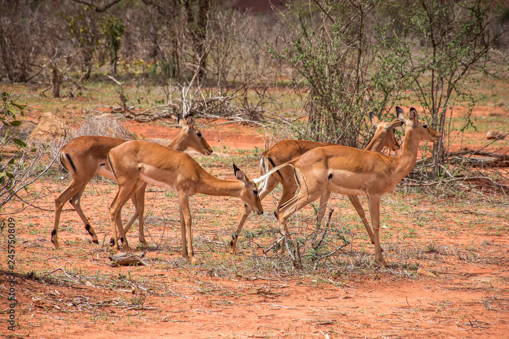 Naklejka premium Antelopes seen in Ngutuni Park. Kenya safari. African adventure