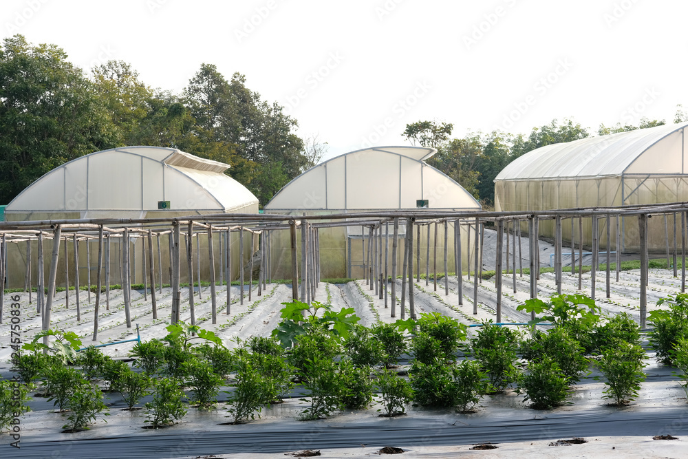 plant growing in farm. vegatable plantation in green house plant growing in farm. vegatable plantation in green house