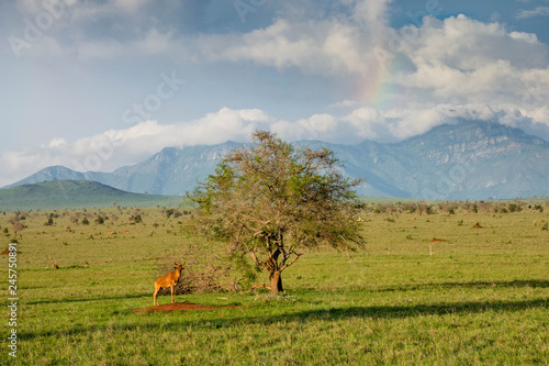 Wildebeest at lone tree in Tsavo National Park in Kenya. African safari. Rainbow over the hills