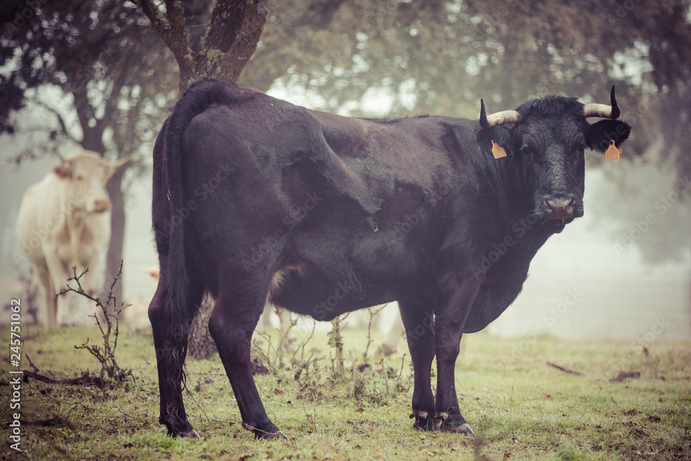 bulls and calves in the field on a foggy day bulls and calves in the field on a foggy day