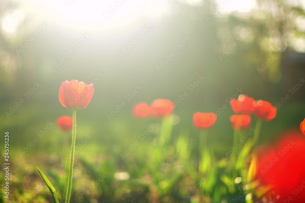 Naklejka premium field of red poppies
