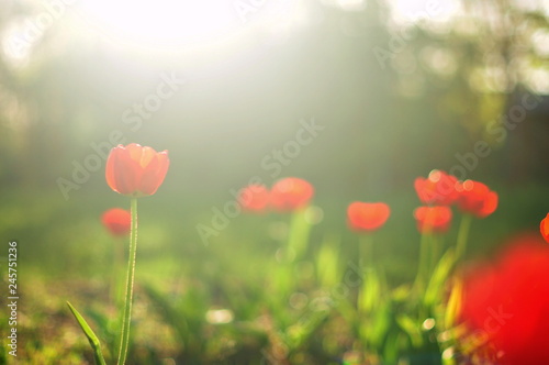 Fototapeta Naklejka Na Ścianę i Meble -  field of red poppies