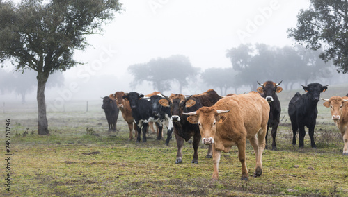 bulls and calves in the field on a foggy day