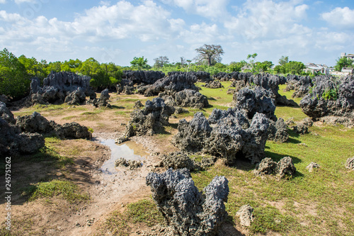 Wasini island in Kenya. Dead coral forest. Coral rocks photo