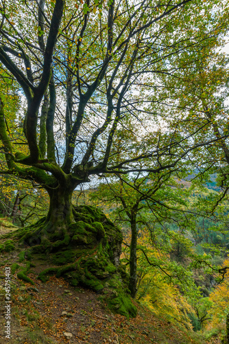 trail in the forest in Otzarreta mountains park in autumn