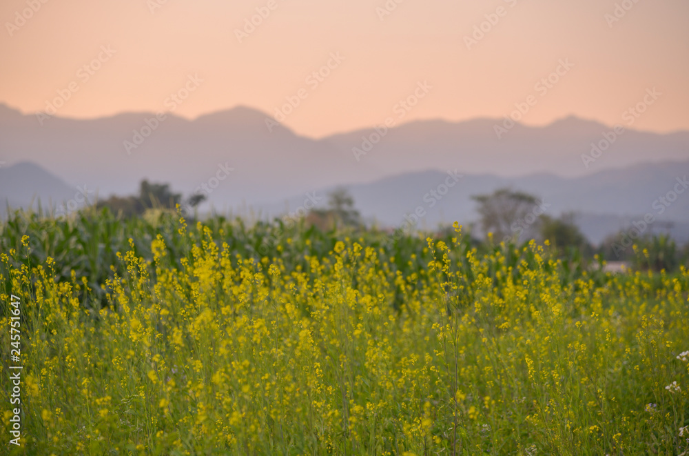 Beautiful of Golden meadows with backdrop of mountain the sunset, 