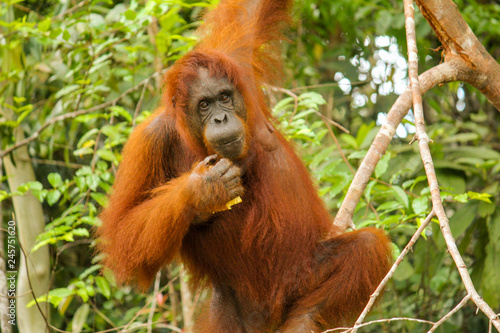 Female orangutan swinging in the jungle in Borneo