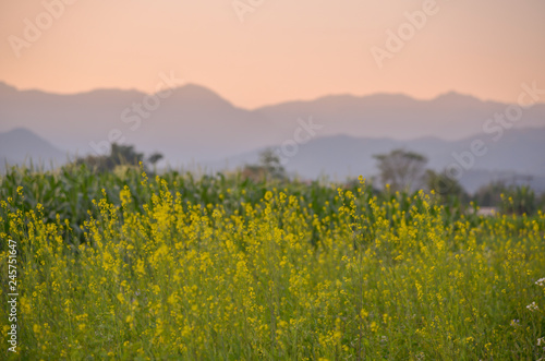 Beautiful of Golden meadows with backdrop of mountain the sunset, 