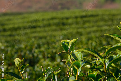 Scenery of a tea plantation at Doi Ang Khang, Chiang Mai Thailand.