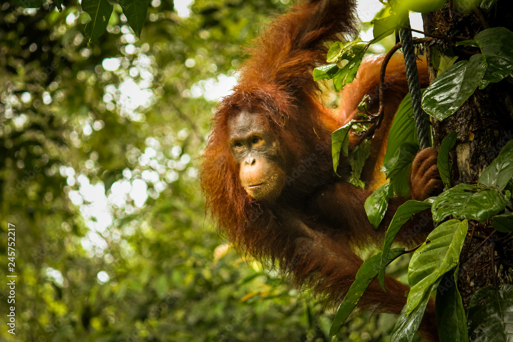 Fototapeta premium Female orangutan looking very thoughtful whilst hanging from a tree in the Borneo jungle