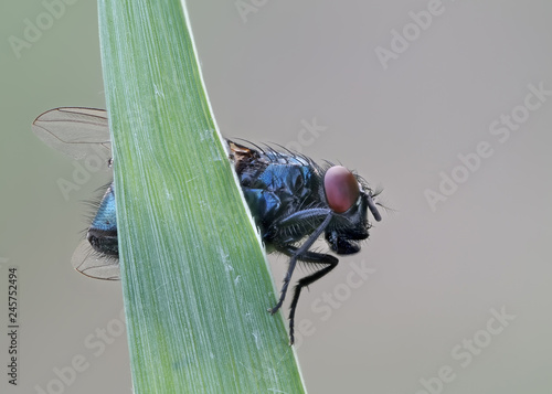 blaue Schmeioßfliege mit roten Augen, Calliphora, an einem Blatt