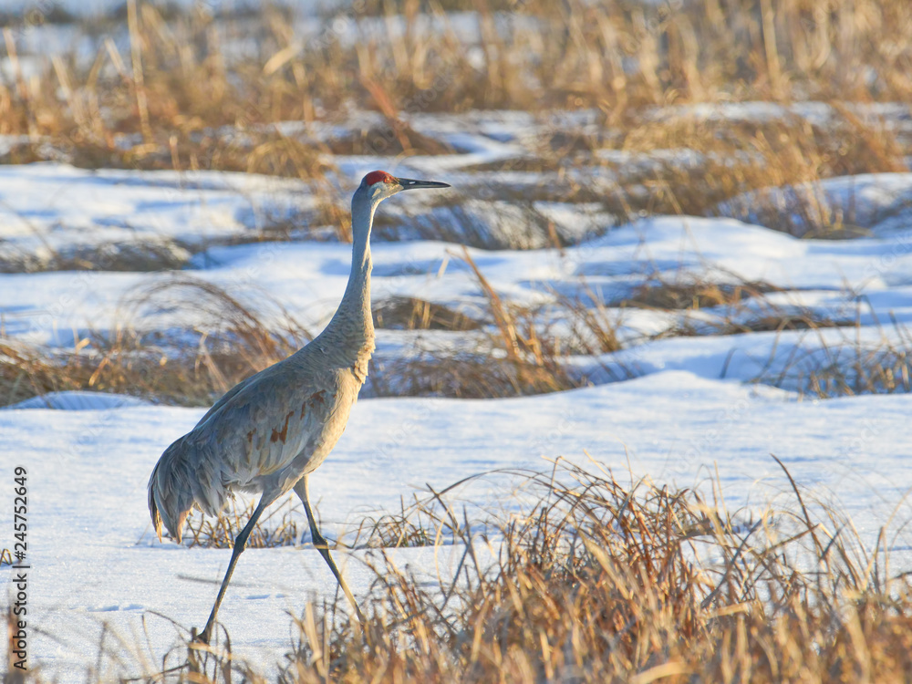 Naklejka premium Very early spring migrant sandhill crane in the snow in the Crex Meadows Wildlife Area in Northern Wisconsin