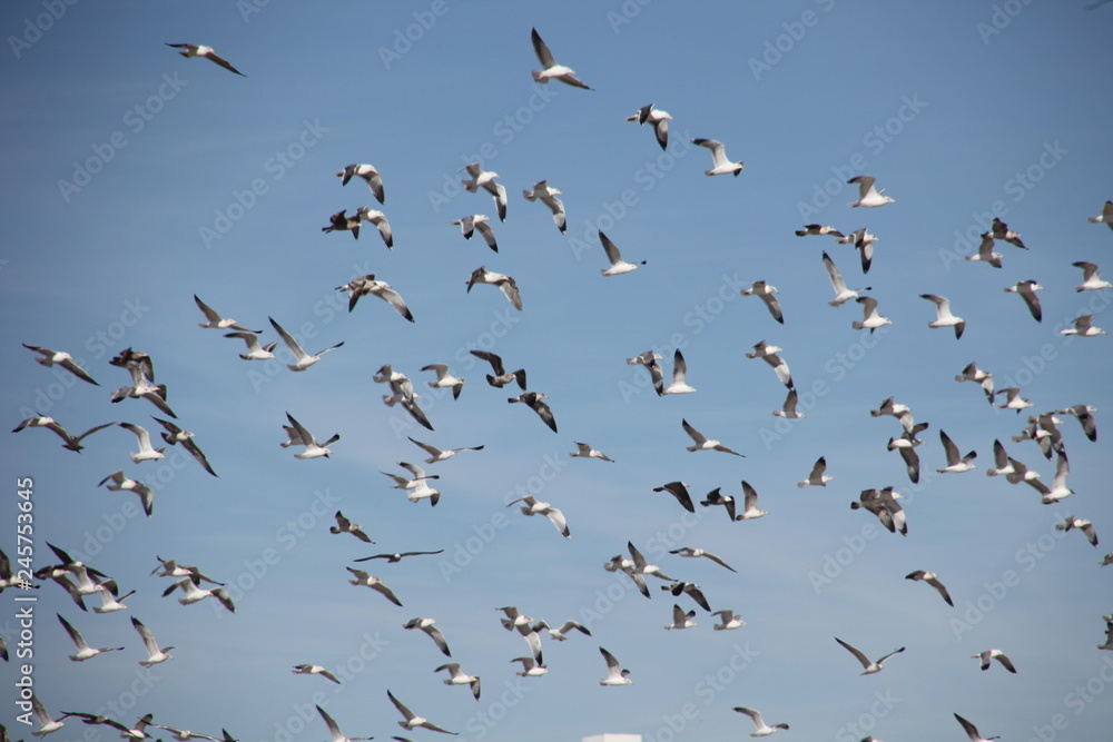 many seagulls in the sky
