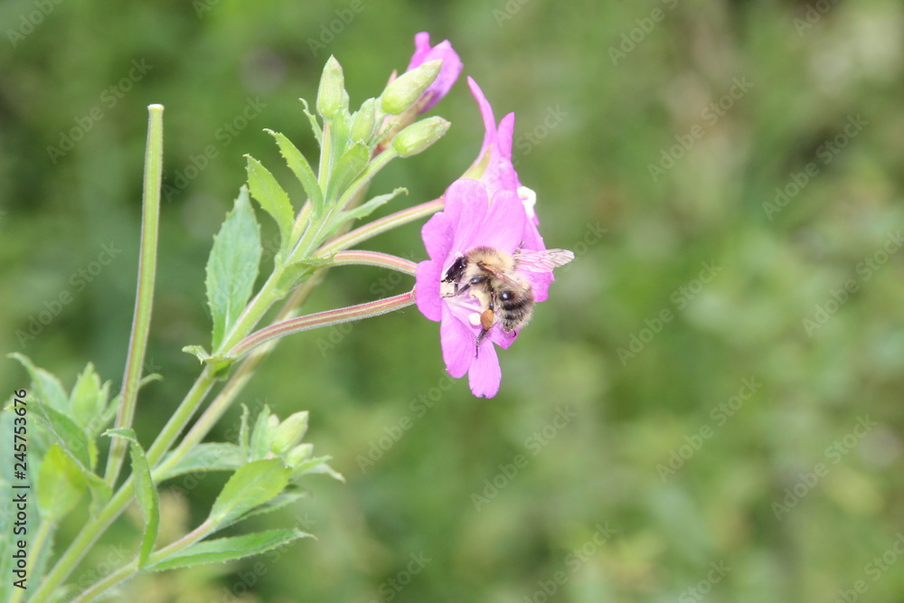 Bienchen und Blümchen Bienchen und Blümchen