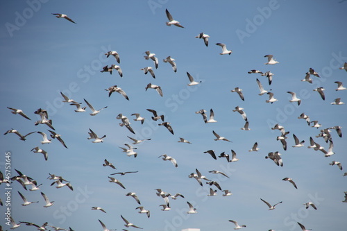 many seagulls in the sky
